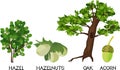 Cartoon oak tree, common hazel Corylus avellana plant, green hazelnuts and acorn